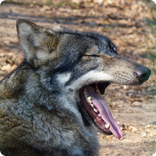 Italian idioms you can’t translate literally, in bocca al lupo - Lara Translate